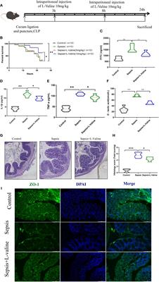 L-valine derived from the gut microbiota protects sepsis-induced intestinal injury and negatively correlates with the severity of sepsis